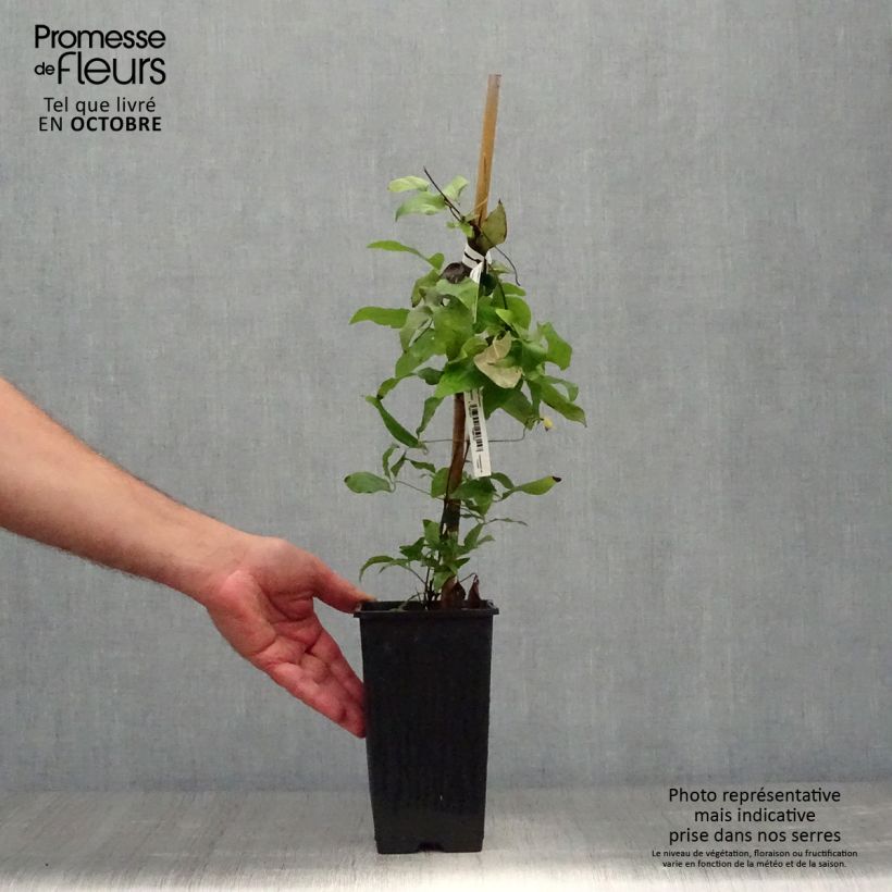 Example of Waldrebe H. F. Young - Clematis Topf mit 1,5L/2L as you get in automne