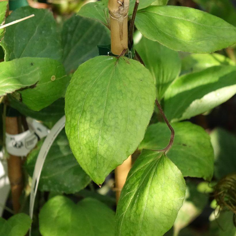 Waldrebe H. F. Young - Clematis (Foliage)