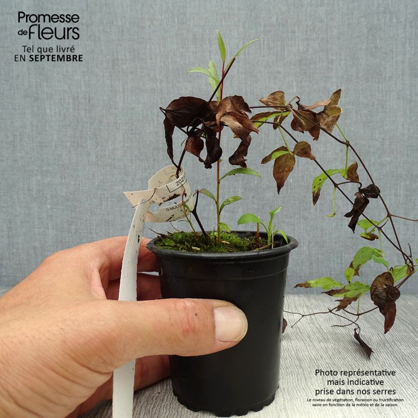 Example of Waldrebe Hagley hybride - Clematis Kleine Töpfe von 8/9 cm as you get in automne