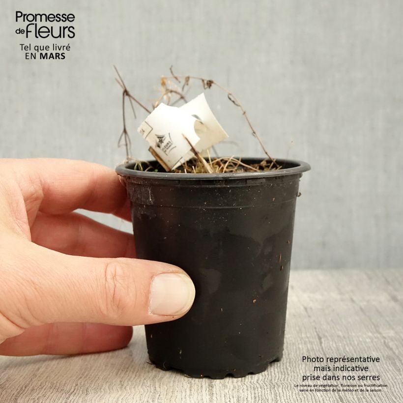 Exemplar von Waldrebe Hagley hybride - Clematis Kleine Töpfe von 8/9 cm wie im Frühjahr geliefert