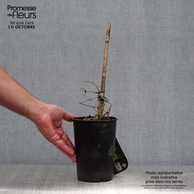 Example of Waldrebe Hanagurama - Clematis Topf mit 2L/3L as you get in automne