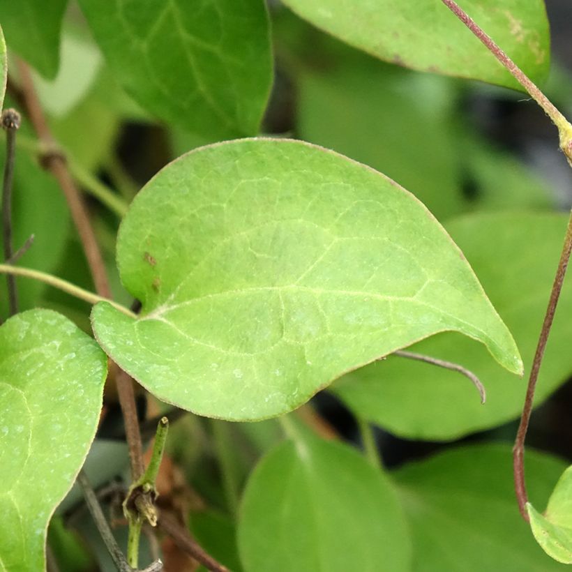 Waldrebe Hania - Clematis (Foliage)