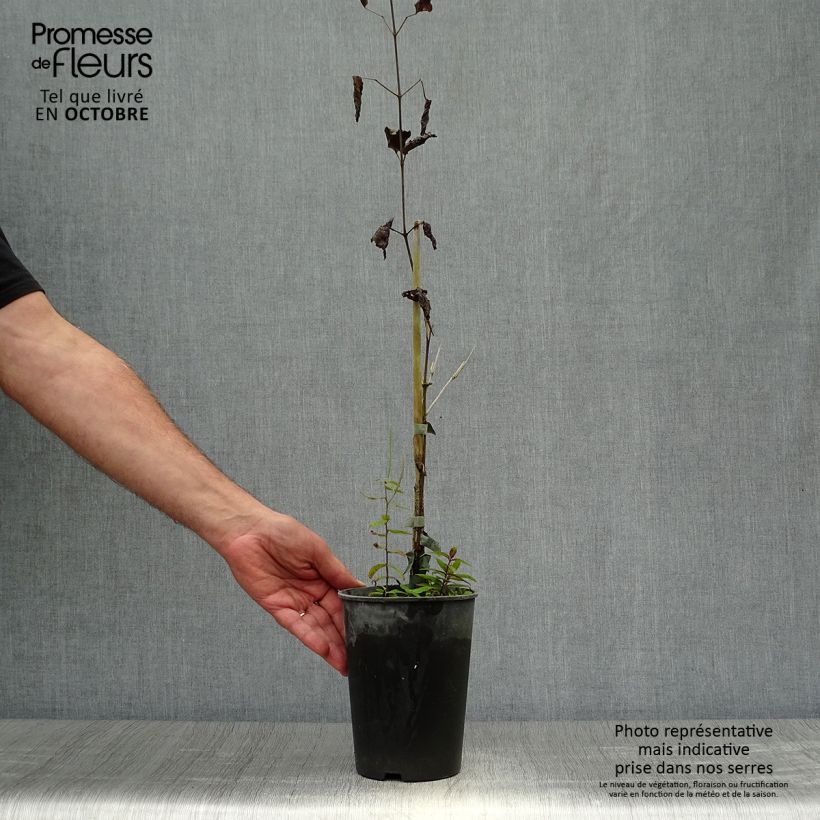 Example of Waldrebe Hendryetta - Clematis Topf mit 2L/3L as you get in automne