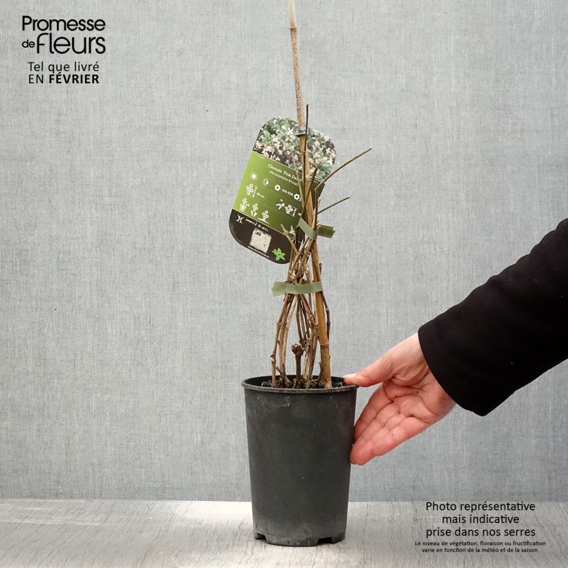 Exemplar von Clematis heracleifolia Pink Dwarf - Stauden-Waldrebe Topf mit 2L/3L wie im Winter geliefert