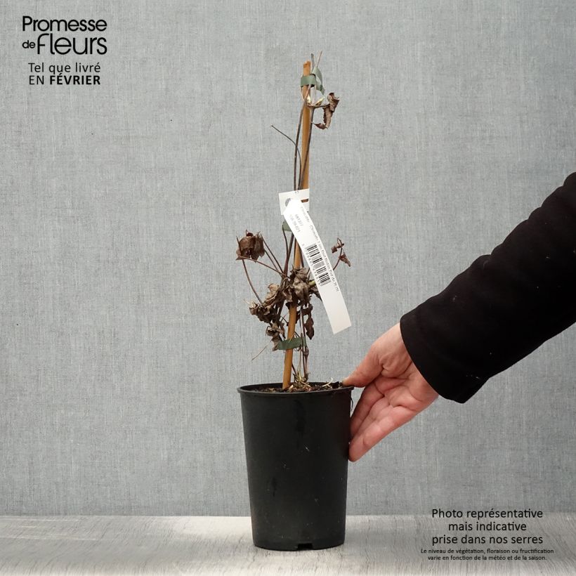 Exemplar von Waldrebe I am Red Robin - Clematis Topf mit 2L/3L wie im Winter geliefert