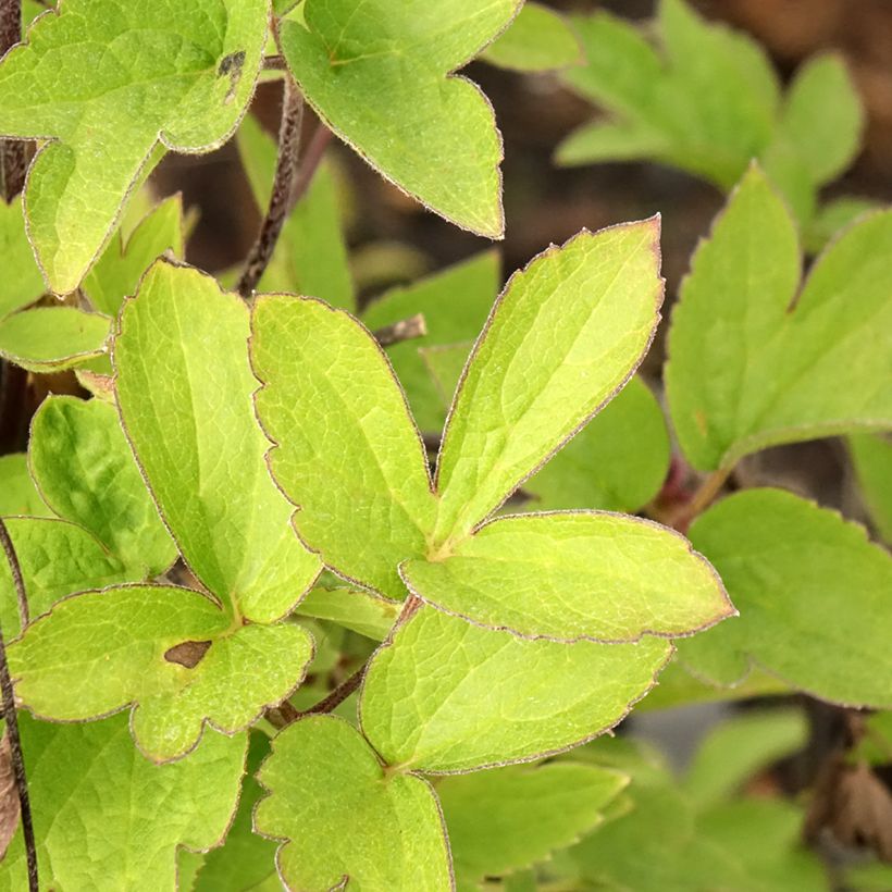 Waldrebe I am Red Robin - Clematis (Foliage)