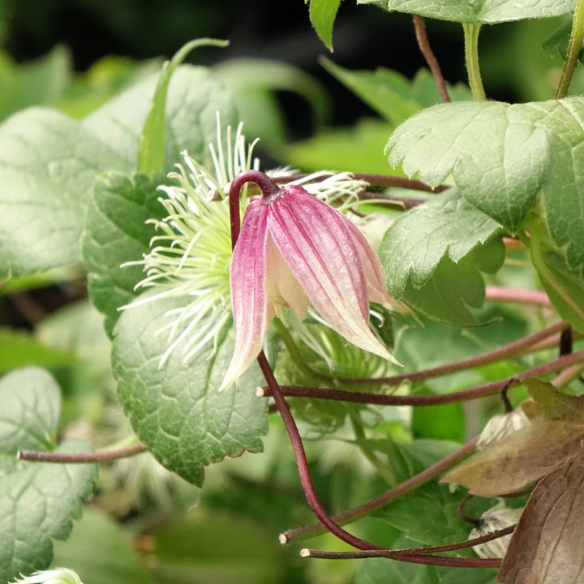 Waldrebe I am Red Robin - Clematis (Flowering)