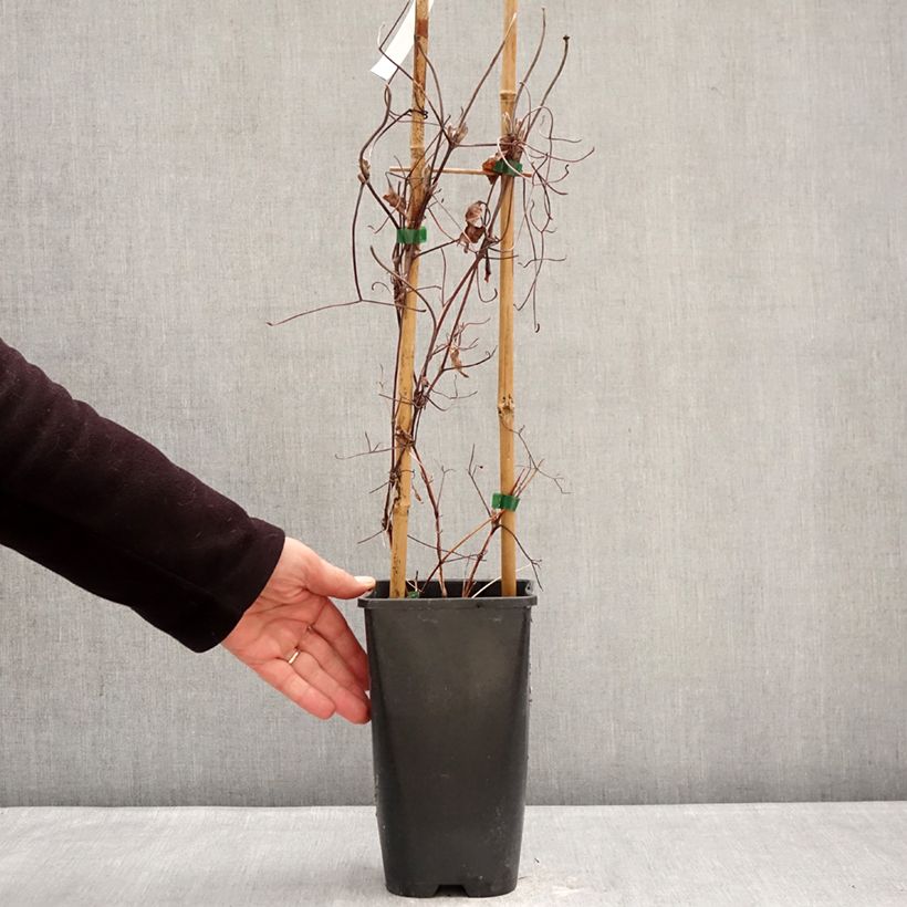 Exemplar von Waldrebe Ice Crystal - Clematis Topf mit 1,5L/2L wie im Winter geliefert