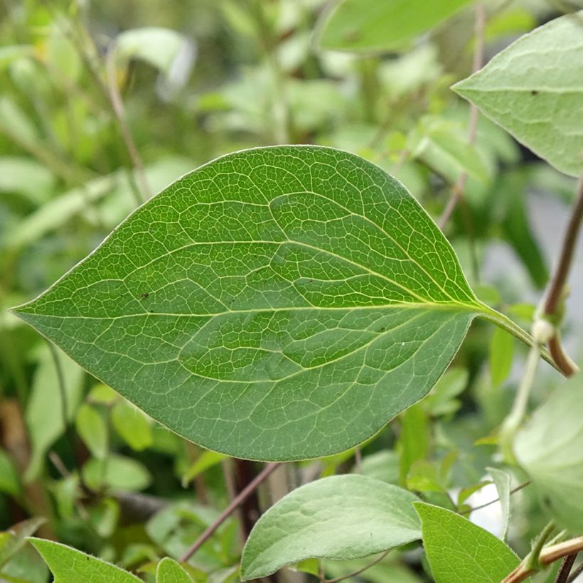 Clematis integrifolia Blue River - Stauden-Waldrebe (Foliage)
