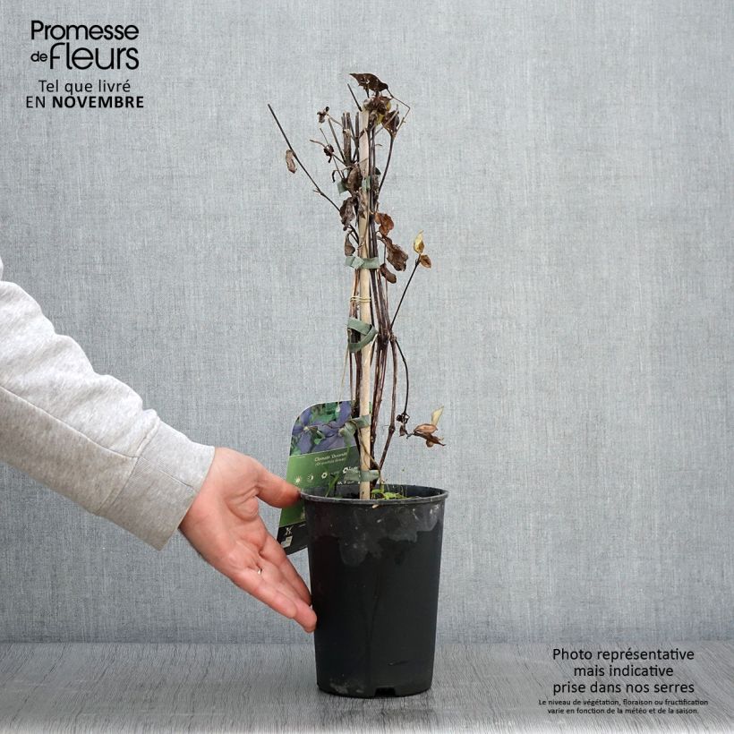 Example of Clematis integrifolia Durandii - Stauden-Waldrebe Topf mit 2L/3L as you get in automne
