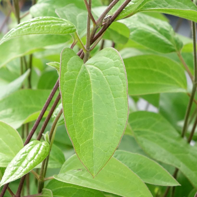 Clematis integrifolia Durandii - Stauden-Waldrebe (Foliage)
