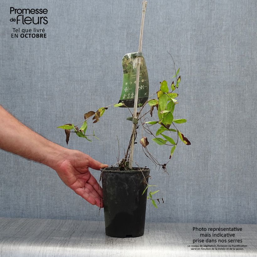 Example of Clematis integrifolia - Stauden-Waldrebe Topf mit 2L/3L as you get in automne