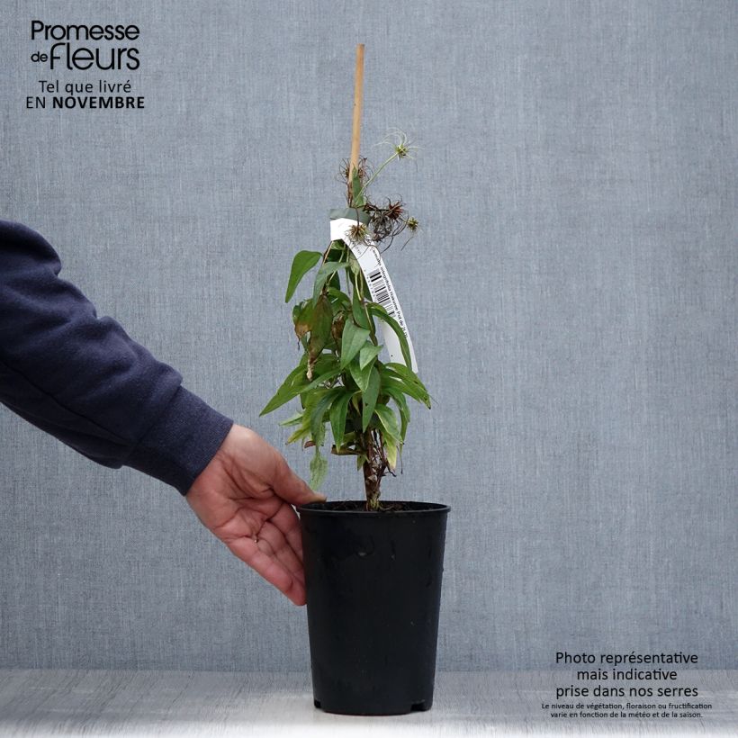 Example of Clematis integrifolia Hakuree - Stauden-Waldrebe Topf mit 2L/3L as you get in automne