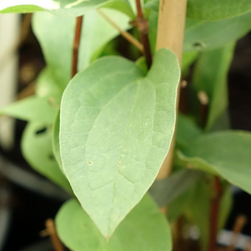 Clematis integrifolia Hakuree - Stauden-Waldrebe (Foliage)