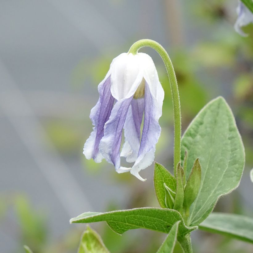 Clematis integrifolia Hakuree - Stauden-Waldrebe (Flowering)