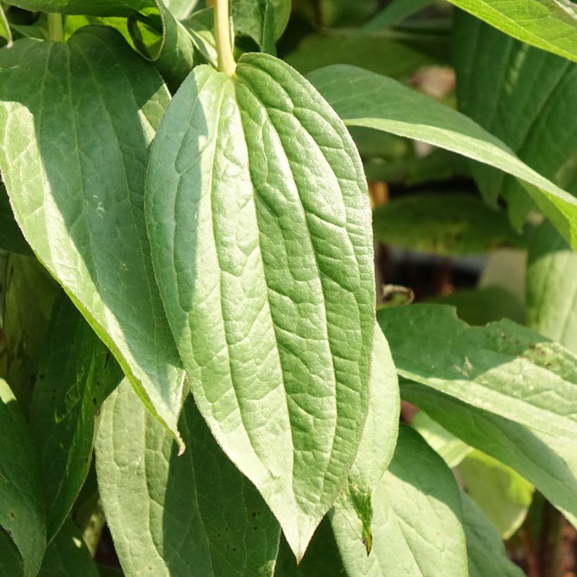 Clematis integrifolia Rosea - Stauden-Waldrebe (Foliage)