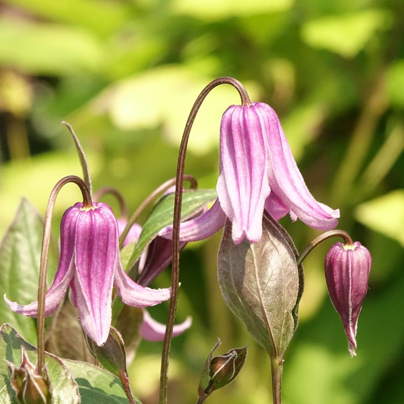 Clematis integrifolia Rosea - Stauden-Waldrebe (Flowering)