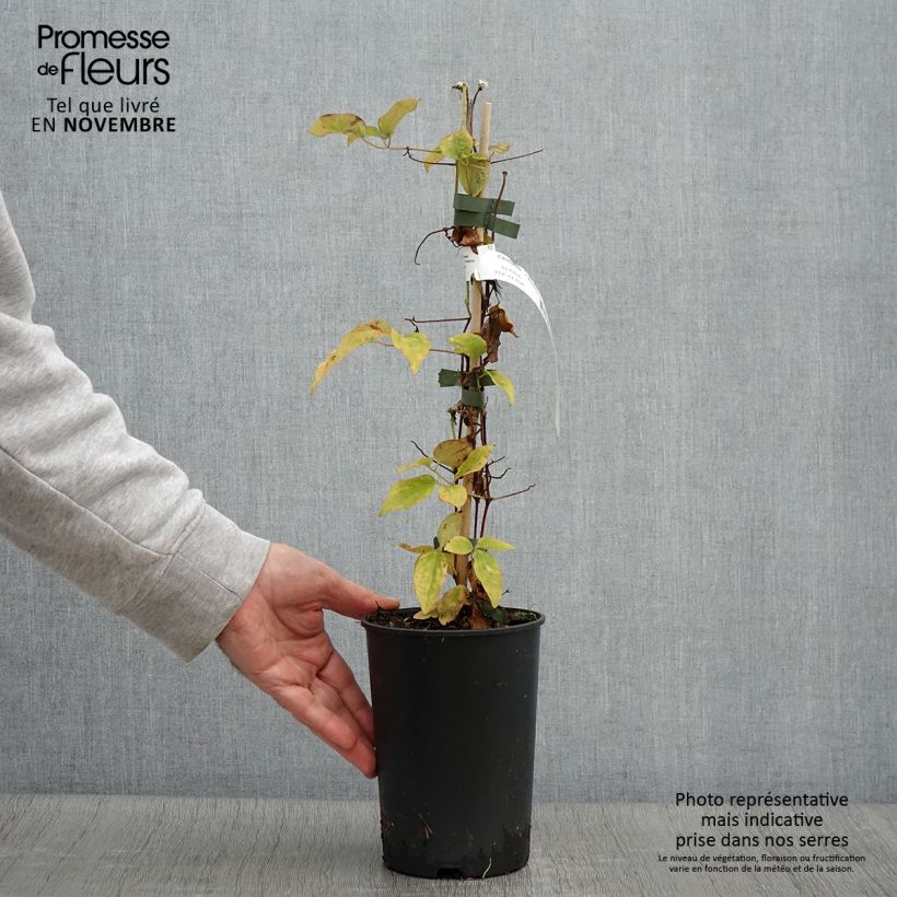 Example of Waldrebe Ivan Olsson - Clematis Topf mit 2L/3L as you get in automne