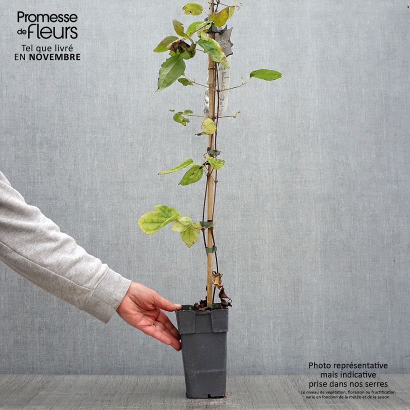 Example of Clematis jackmanii Alba - Waldrebe Topf mit 2L/3L as you get in automne