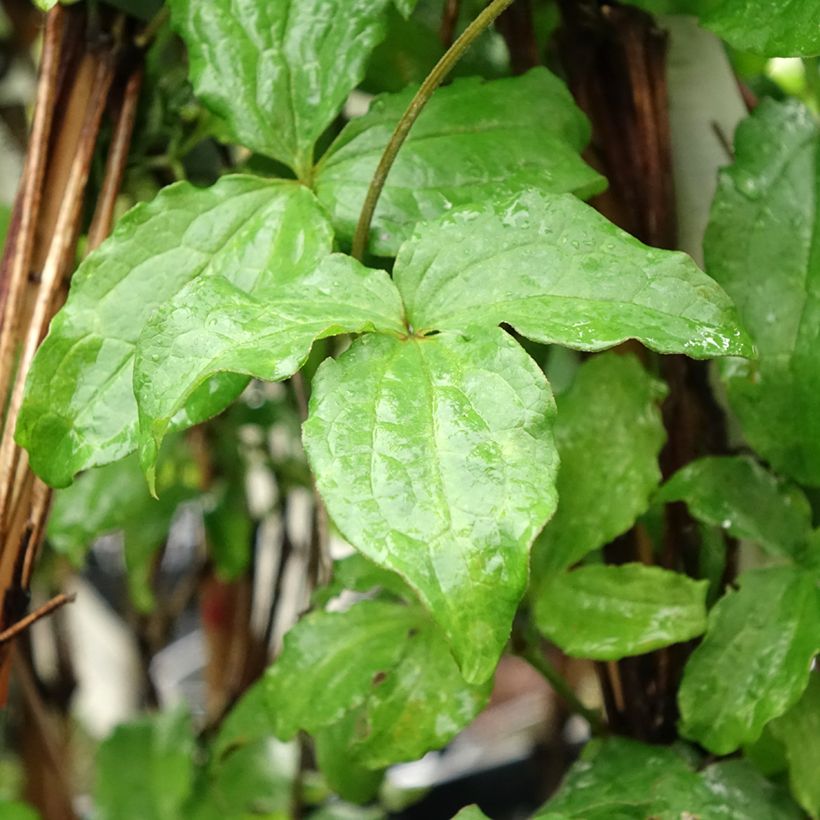 Clematis jackmanii Purpurea - Waldrebe (Foliage)