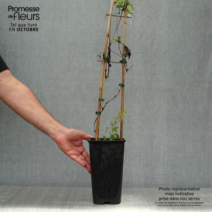 Example of Clematis jackmanii Superba - Waldrebe Topf mit 2L/3L as you get in automne