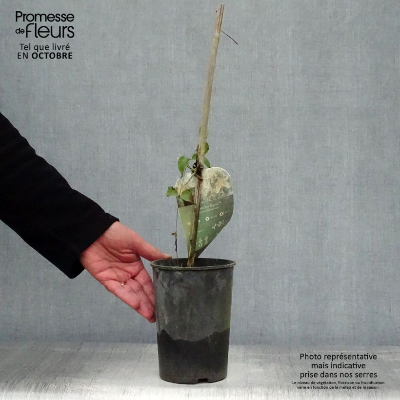 Example of Waldrebe Jan Fopma - Clematis Topf mit 2L/3L as you get in automne