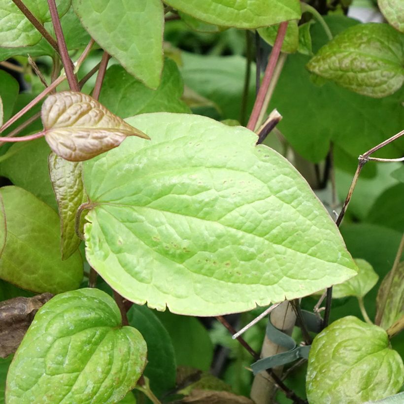 Clematis jackmanii Jenny - Waldrebe (Foliage)