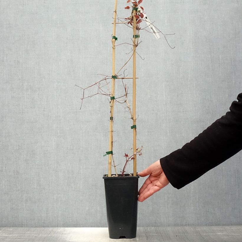 Exemplar von Waldrebe Jan Pawel II - Clematis Topf mit 2L/3L wie im Frühjahr geliefert