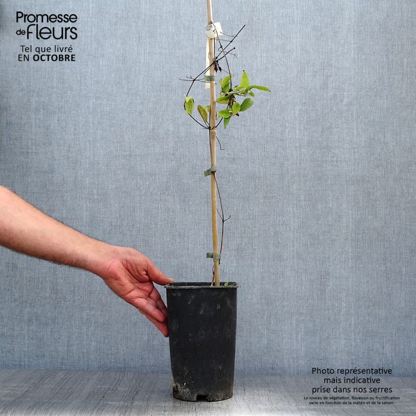 Example of Waldrebe Joséphine - Clematis Topf mit 2L/3L as you get in automne