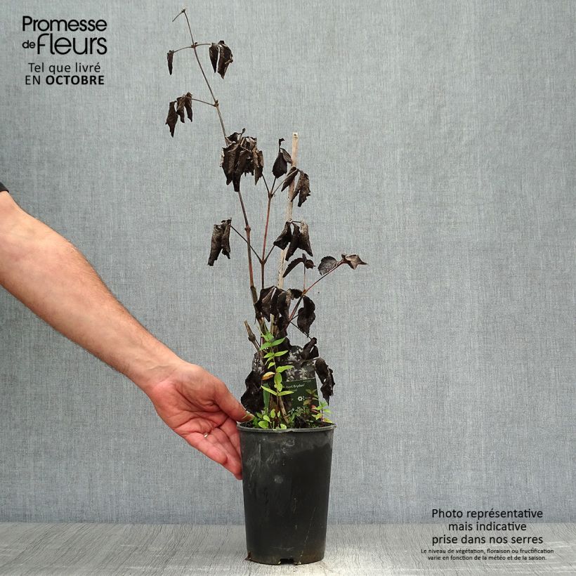 Example of Clematis jouiniana Robert Brydon - Waldrebe Topf mit 2L/3L as you get in automne
