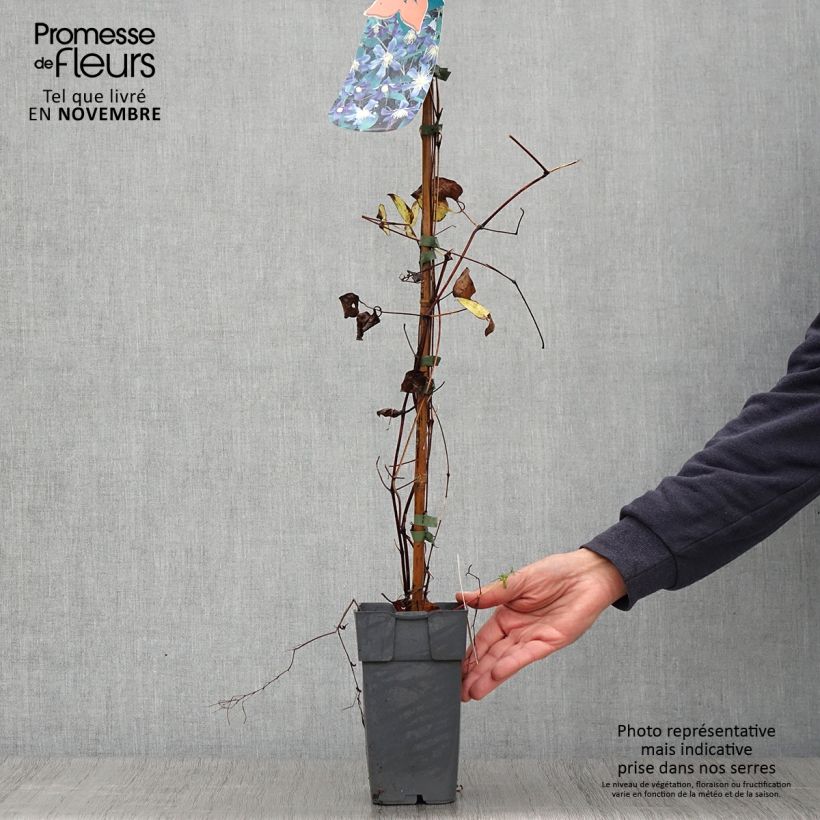 Example of Waldrebe Juuli - Clematis Topf mit 2L/3L as you get in automne