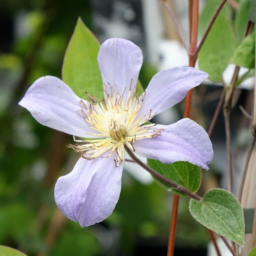 Waldrebe Juuli - Clematis (Flowering)