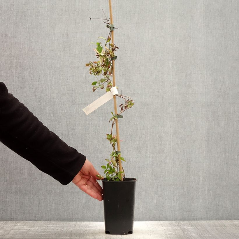 Exemplar von Waldrebe Kaiser - Clematis Topf mit 2L/3L wie im Frühjahr geliefert