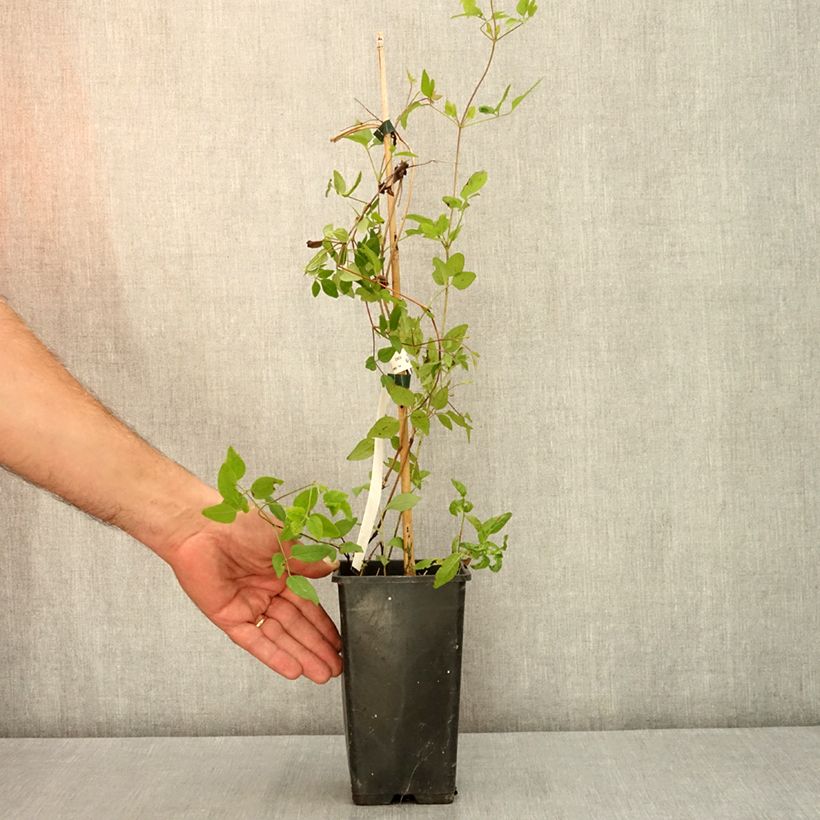 Exemplar von Waldrebe Kokonoe - Clematis Topf mit 1L/1,5L wie im Sommer geliefert