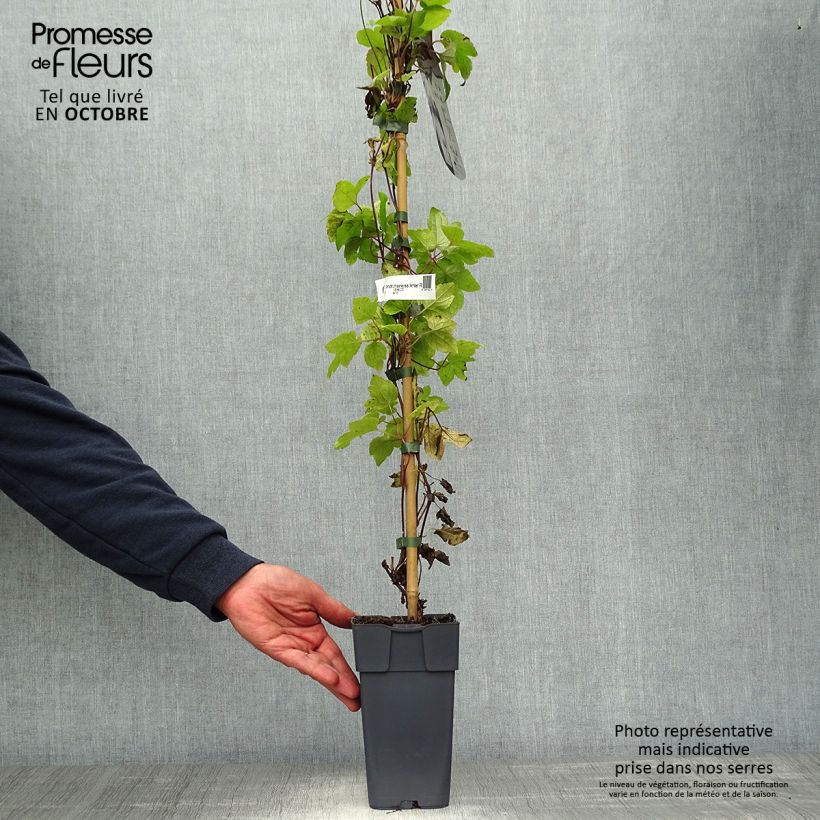 Example of Clematis koreana Amber - Waldrebe Topf mit 2L/3L as you get in automne