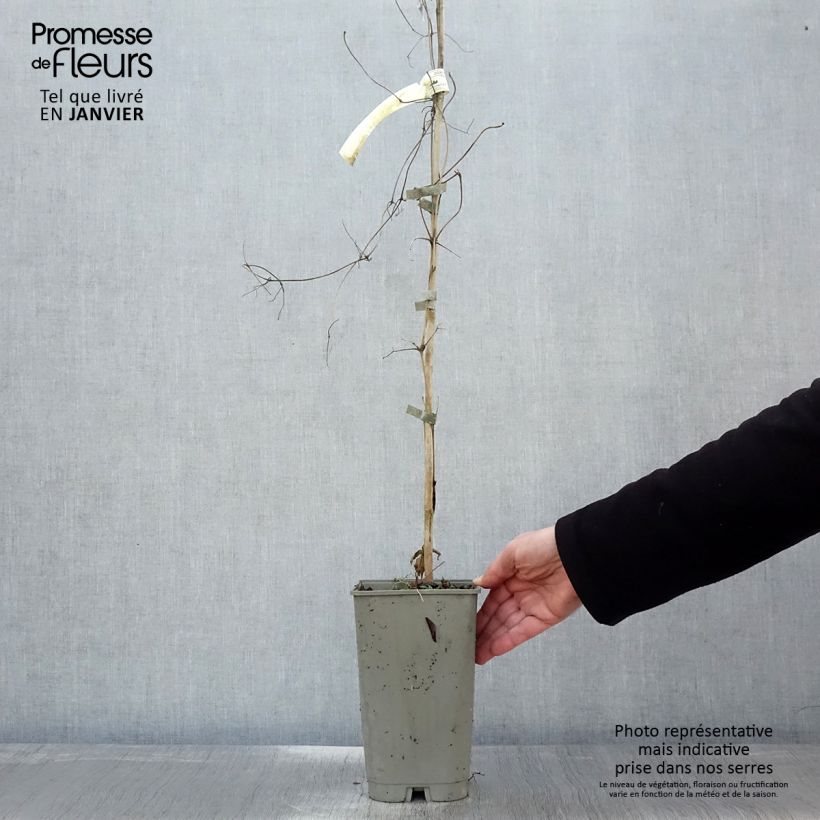 Example of Waldrebe Lavallée n°1 - Clematis Topf mit 2L/3L as you get in hiver