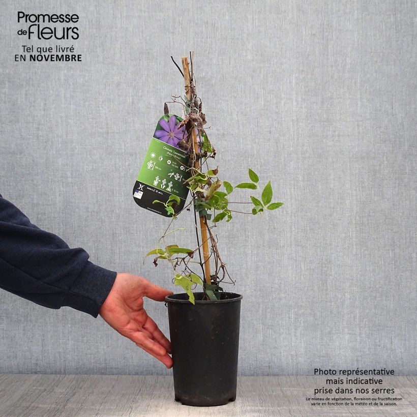Example of Waldrebe Lawsoniana - Clematis Topf mit 1,5L/2L as you get in automne