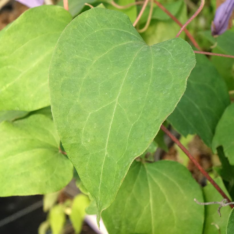 Waldrebe Lawsoniana - Clematis (Foliage)