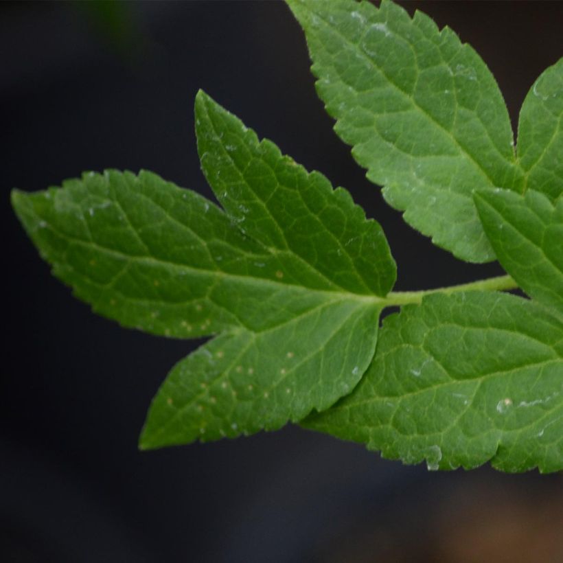 Clematis macropetala Broughton Bride - Waldrebe (Foliage)