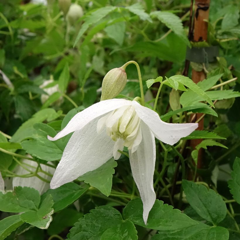 Clematis macropetala Broughton Bride - Waldrebe (Flowering)