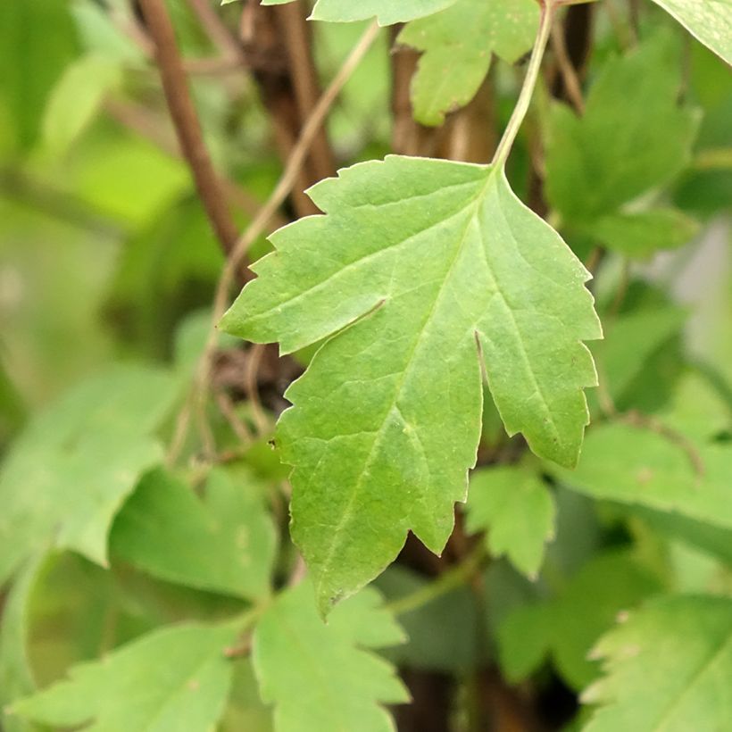 Waldrebe macropetala Markham's Pink - Clematis (Foliage)
