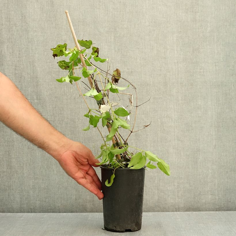 Exemplar von Waldrebe Madame Blanc - Clematis Topf mit 2L/3L wie im Sommer geliefert