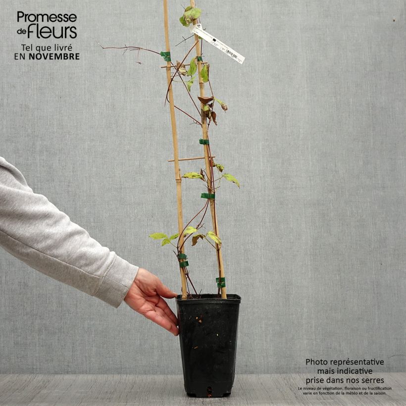 Example of Clematis jackmanii Madame Edouard André - Waldrebe Topf mit 2L/3L as you get in automne