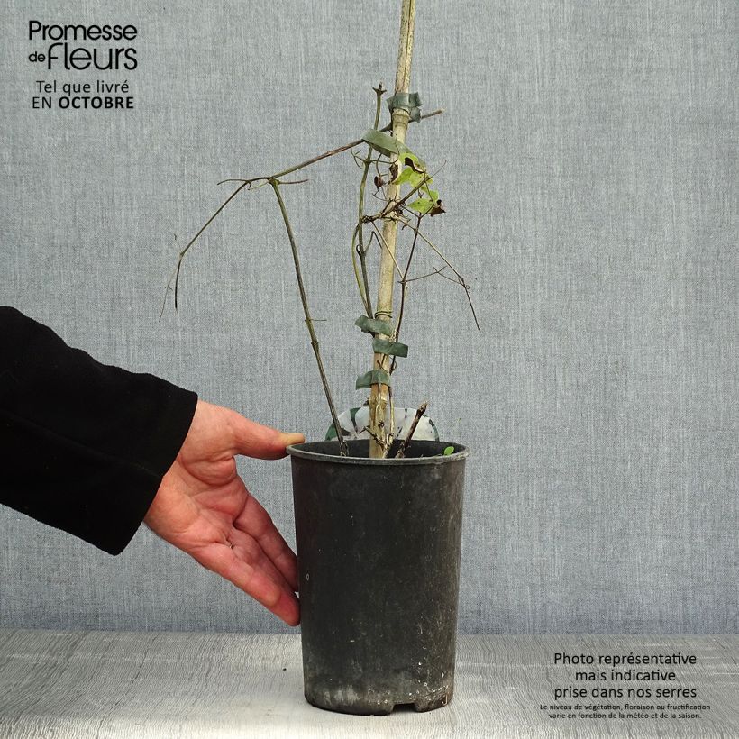 Example of Waldrebe Margaret Hunt - Clematis Topf mit 1,5L/2L as you get in automne