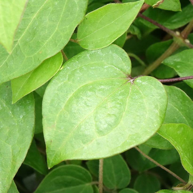 Waldrebe Margaret Hunt - Clematis (Foliage)