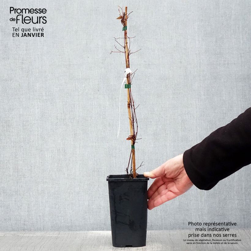 Exemplar von Waldrebe Marmori - Clematis Topf mit 1,5L/2L wie im Winter geliefert