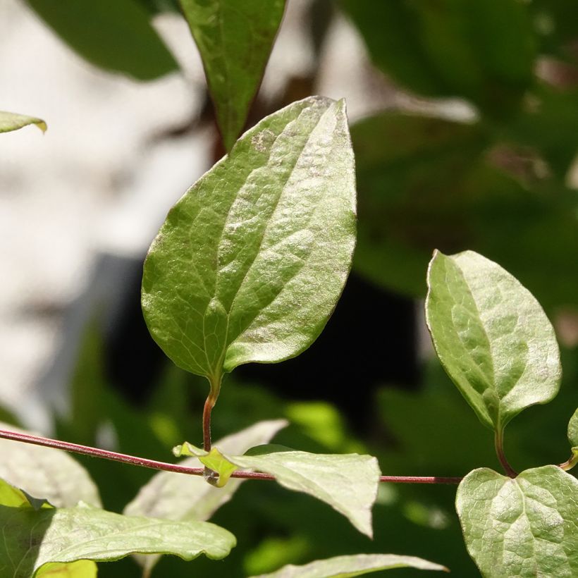Waldrebe Marmori - Clematis (Laub)