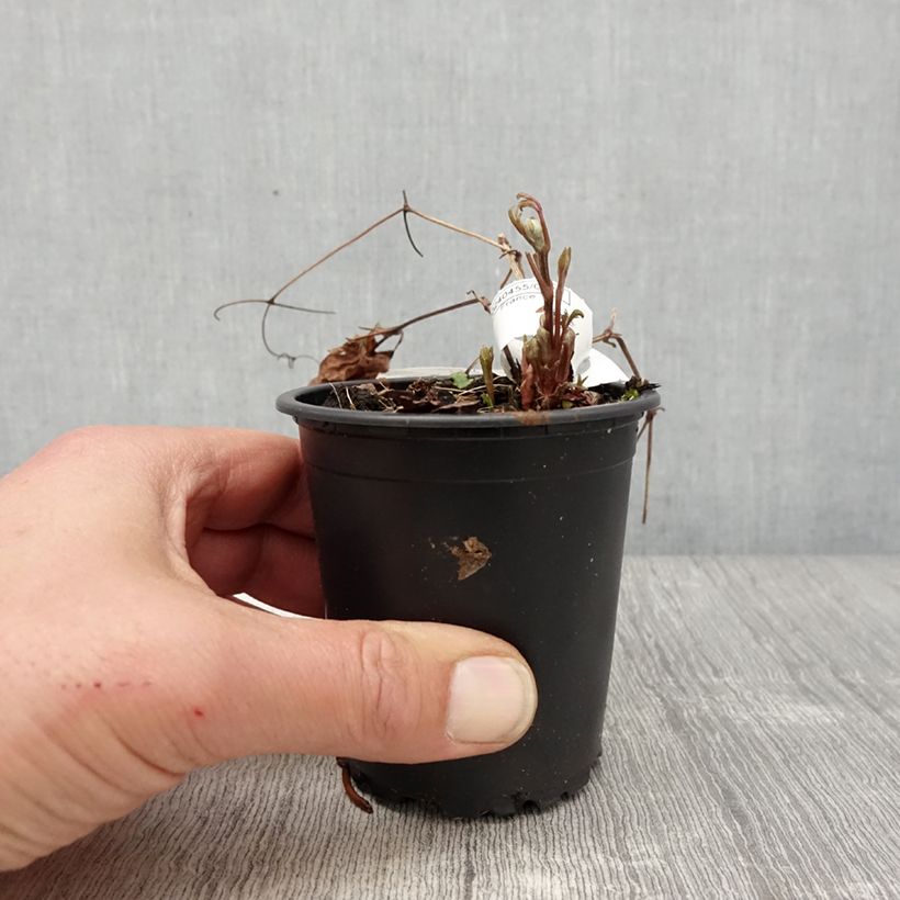 Exemplar von Waldrebe Miss Bateman - Clematis Kleine Töpfe von 8/9 cm wie im Frühjahr geliefert