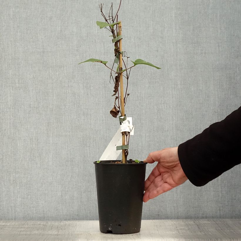 Example of Waldrebe Mon Amour - Clematis Topf mit 2L/3L as you get in automne
