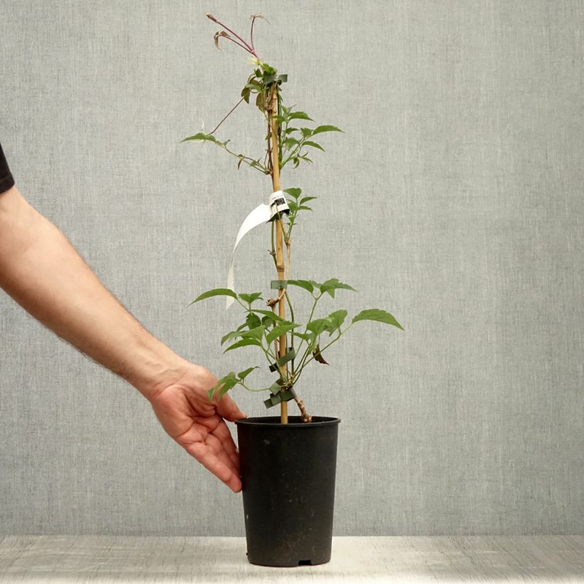 Exemplar von Clematis montana Broughton star - Berg-Waldrebe Topf mit 2L/3L wie im Sommer geliefert